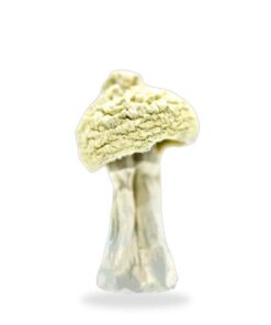 Albino Zilla Magic Mushrooms