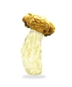 King Kong Magic Mushrooms