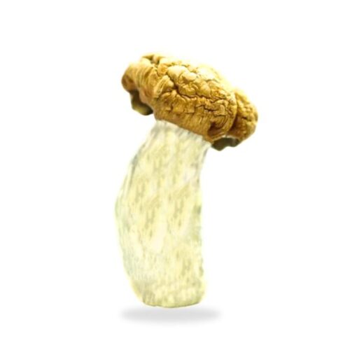 King Kong Magic Mushrooms