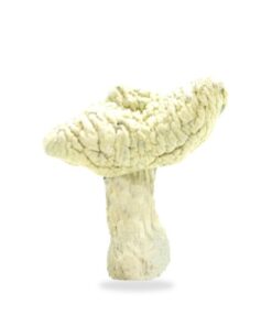 Leucistic Burma Magic Mushrooms