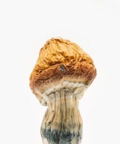 Malabar Coast Magic Mushrooms