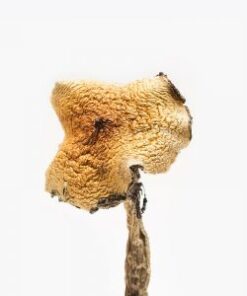 Texas Yellow Caps Mushrooms